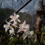 Exposición de orquídeas